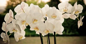 Orchideen in der Gärtnerei Hameln